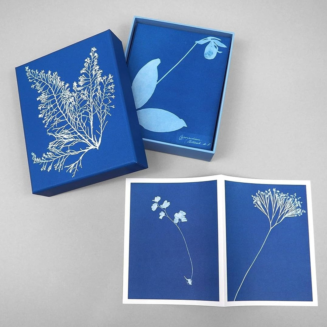 Blue boxes with botanical cyanotypes on a gray background