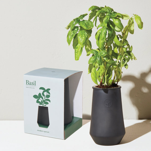 Potted basil plant next to its packaging box on a light background