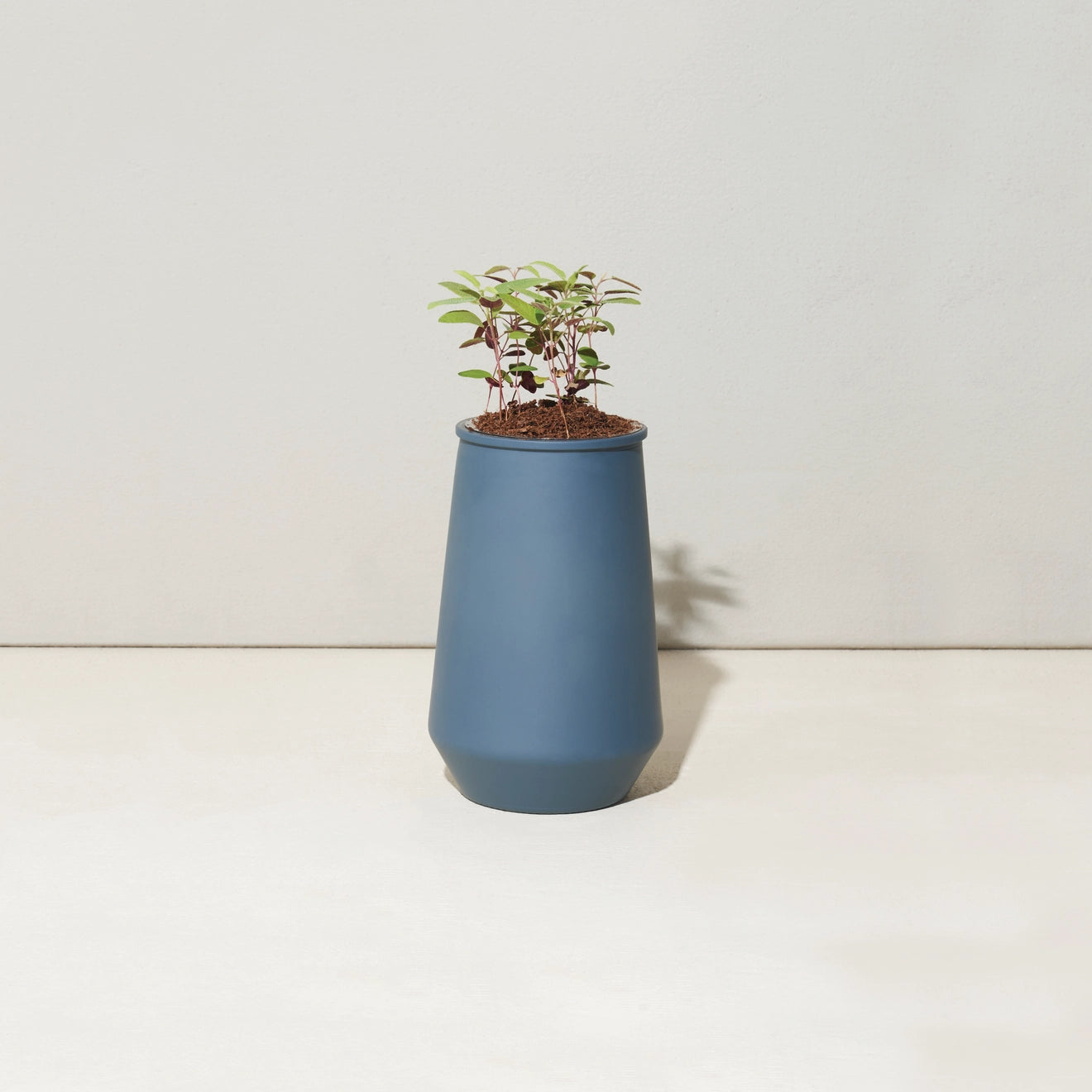 Tapered Tumbler Herb Grow Kit
