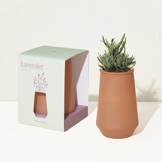 Terracotta pot with lavender plant next to its packaging on a white background