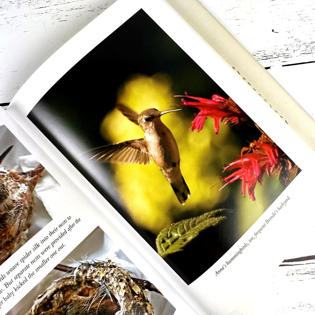 The Hummingbird's Gift