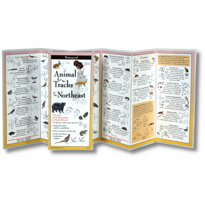 Open folding guide displaying detailed illustrations of animal tracks and scat from 40 species of mammals, birds, and amphibians commonly found in the Northeast.