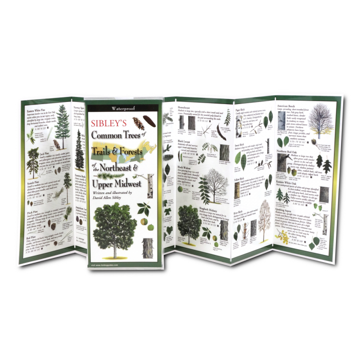An open folding guide featuring detailed illustrations of trees commonly found in the Northeast and Upper Midwest. The guide includes tree names, descriptions, and images of leaves, bark, and other identifying features. The compact design makes it easy to use for outdoor exploration