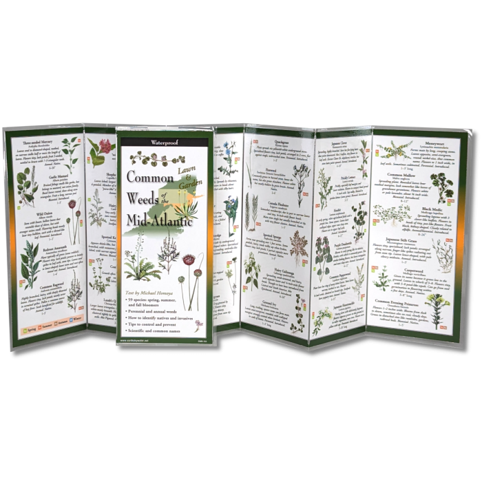 The Common Weeds of the Mid-Atlantic folding guide unfolded and upright, accordion style, showing the contents of the guide, which has illustrations of weeds with printed information on weeds