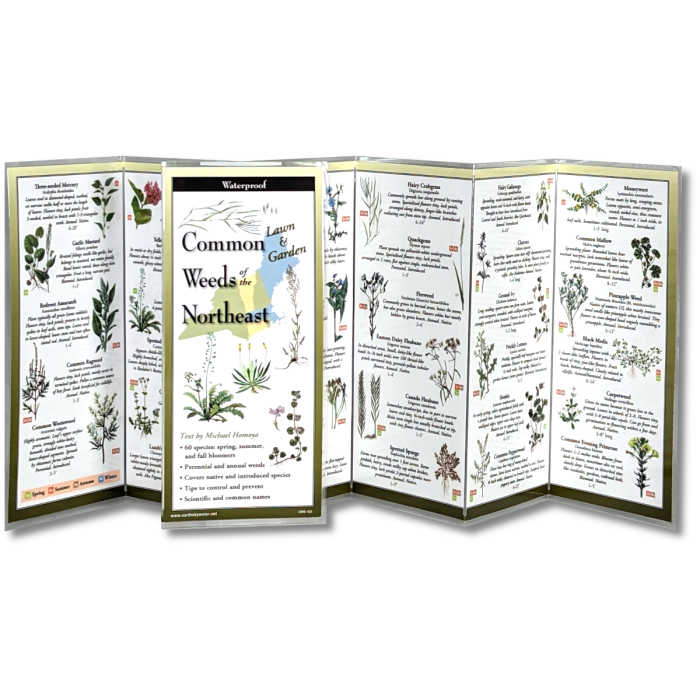 The Common Weeds of the Northeast folding guide unfolded and upright, accordion style, showing the contents of the guide, which has illustrations of weeds with printed information on weeds