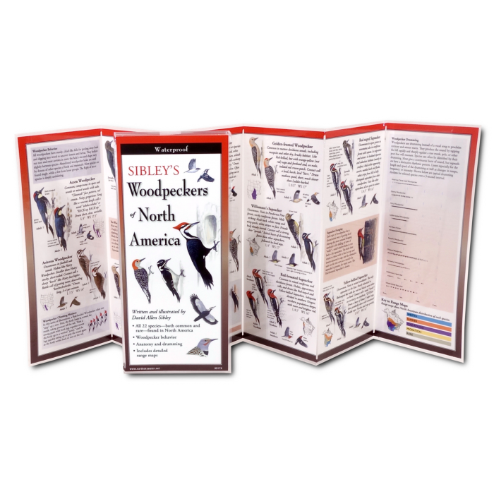 The Sibley’s Woodpeckers of North America folding guide unfolded and upright, accordion style, showing the contents of the guide, which has illustrations and printed information on woodpeckers including different woodpecker species, woodpecker behavior including claw and tongue anatomy, foraging behavior, drumming sonograms.