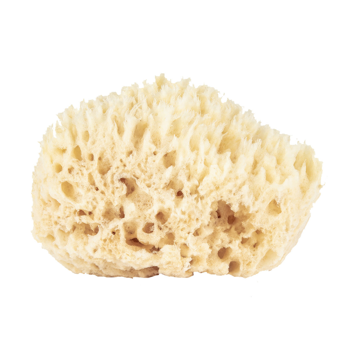 a close up view of the wool sea sponge showing its speckled texture and unique shape