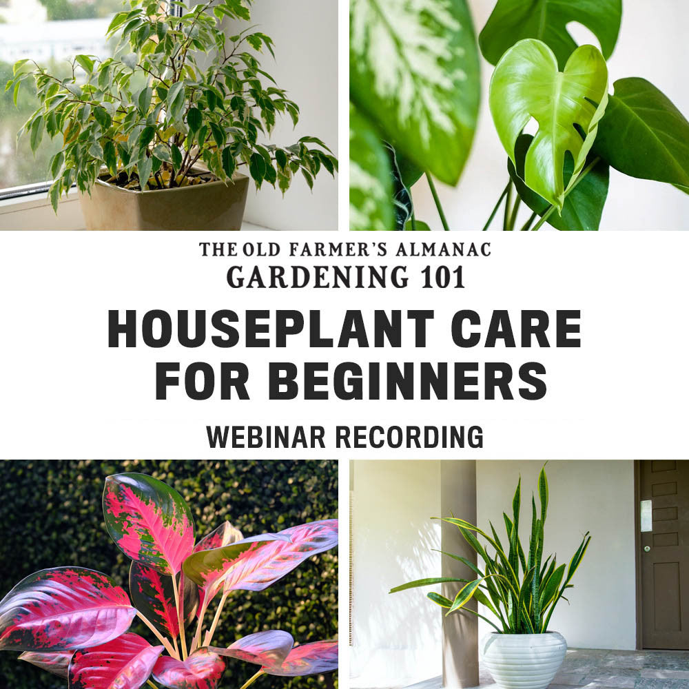 Houseplant Care for Beginners Webinar Recording