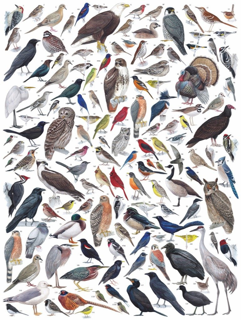 Birds of Eastern and Central North America Jigsaw Puzzle 1000 Piece