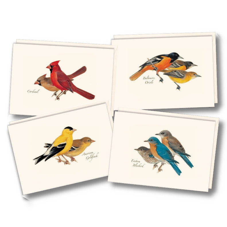 the four notecards in the peterson's bird notecard assortment