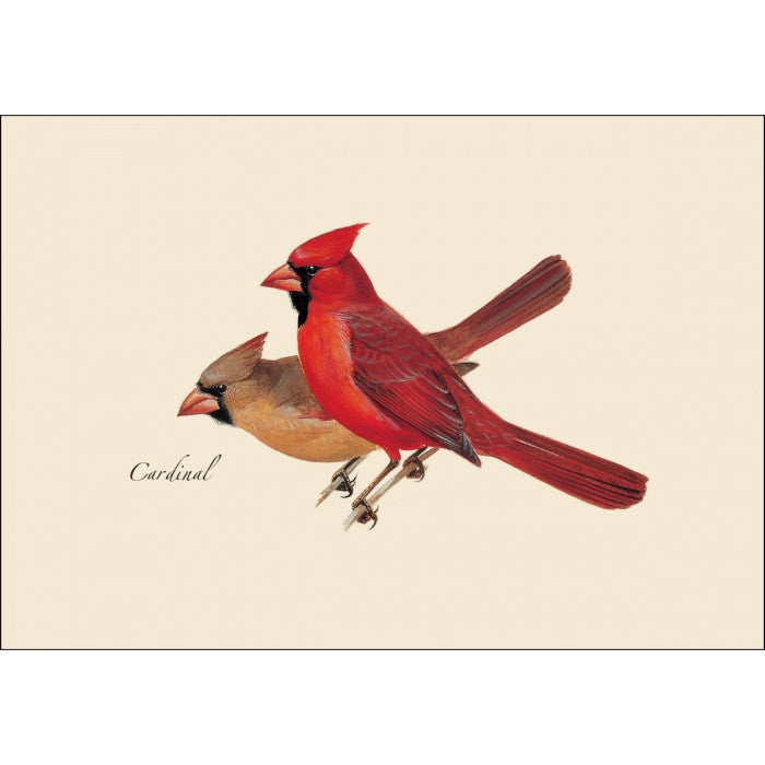 a close up of the art on one of the notecards featuring an illustration of a male and female Cardinal
