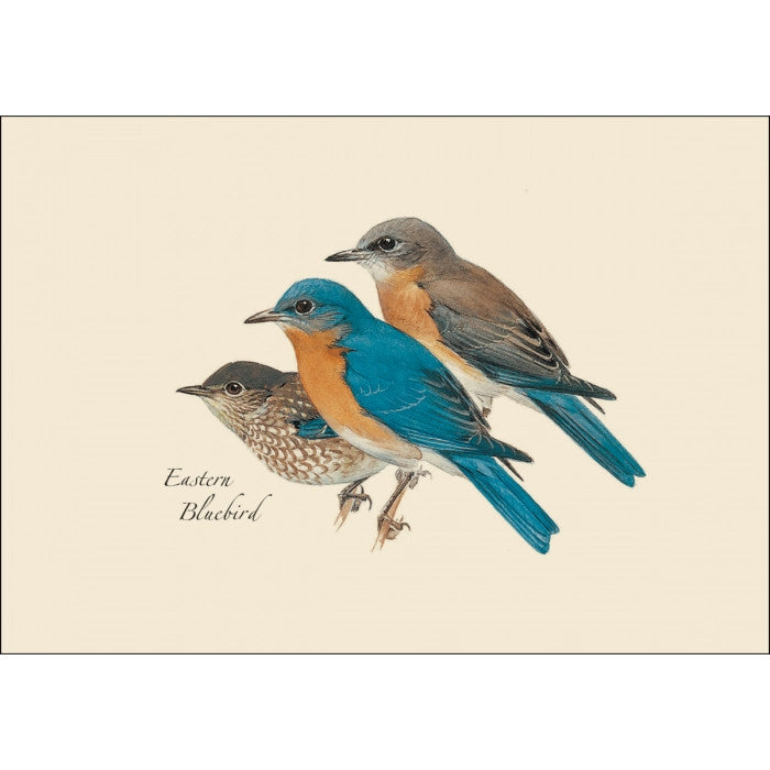 a close up of the art on one of the notecards featuring an illustration of a male and two female Eastern Bluebirds showing the variation in color in each