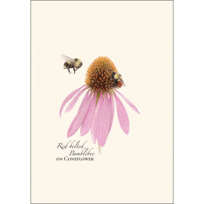 a close up of the art on one of the notecards featuring an illustration of two bumblebees on a pink coneflower with the text "Red Belted Bumblebee on Coneflower"