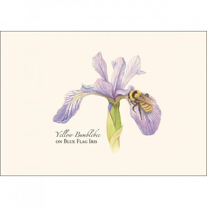a close up of the art on one of the notecards featuring an illustration of a bumblebee on an iris with the text "Yellow Bumblebee on Blue Flag Iris"