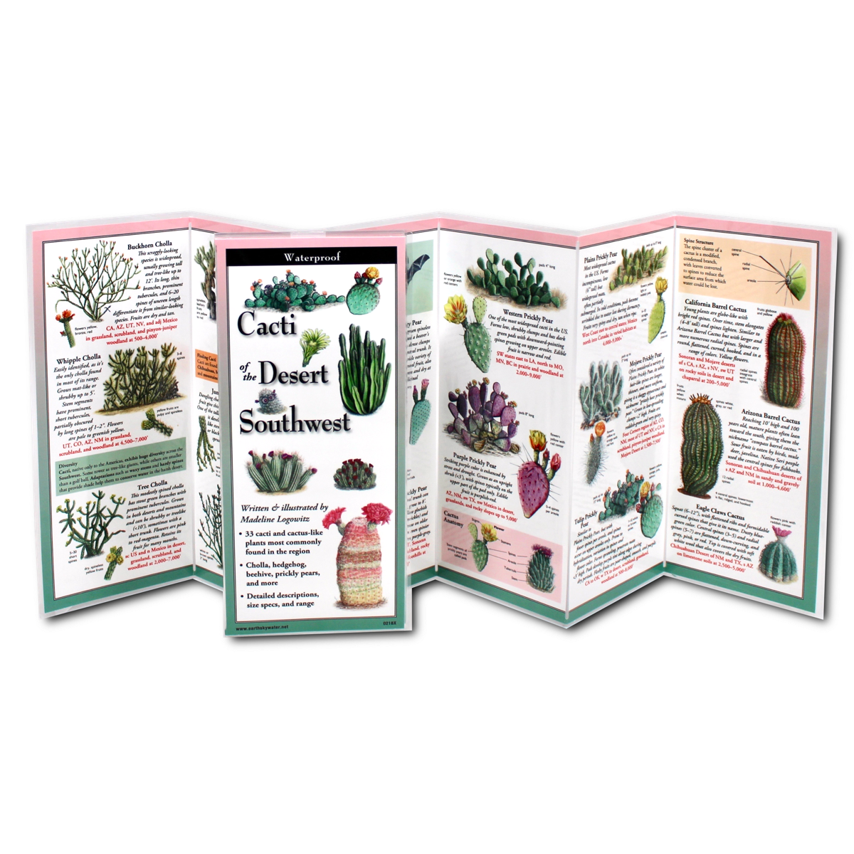 unfolded, upright image of the Cacti of the Desert Southwest folding guide showing various illustrations of cacti including chollas, hedgehogs, prickly pears, and fishhooks, with descriptive captions, Close-up of a detailed cactus entry showing descriptive caption, size, range, and multiple illustrations of a specific cactus species