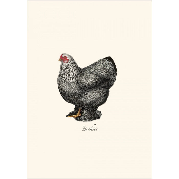 a close up of the art on one of the notecards featuring an illustration a Brahma hen