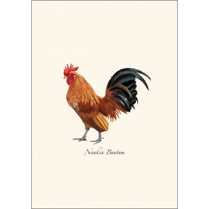 a close up of the art on one of the notecards featuring an illustration of a Nankin Bantam Rooster
