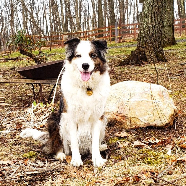 a medium sized white dog with patches of brown fur sits in a forest with a brass bell attached to its collar