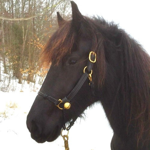 a close up of a black horse's head with a brass bell attached to its bridle