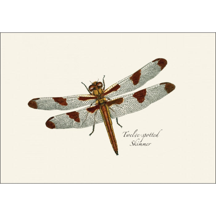 a close up of the art on one of the notecards featuring an illustration of a twelve spotted skimmer