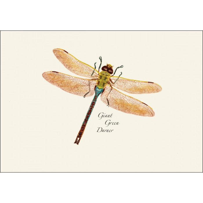 a close up of the art on one of the notecards featuring an illustration of a giant green darner
