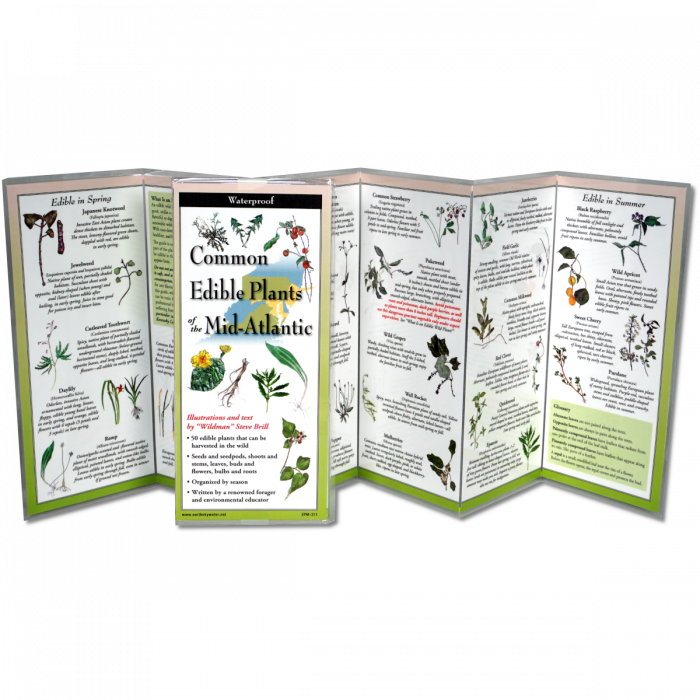 The edible plants of the mid-Atlantic folding guide unfolded and upright, accordion style, showing the contents of the guide, which has illustrations of plants with printed information on foraging for edible plants