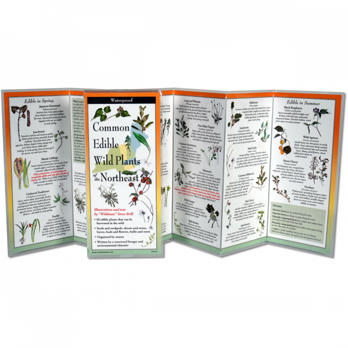 The edible plants of the northeast folding guide unfolded and upright, accordion style, showing the contents of the guide, which has illustrations of plants with printed information on foraging for edible plants
