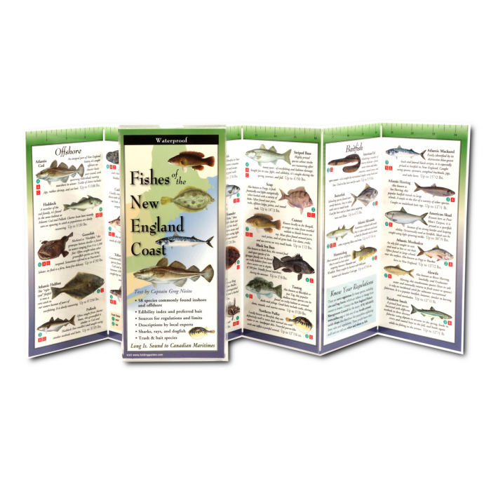 Unfolded, upright image of the Freshwater Fishes of the Northeast folding guide showing coastal New England fishes with illustrations and information about offshore fish, baitfish, and more for easy identification.