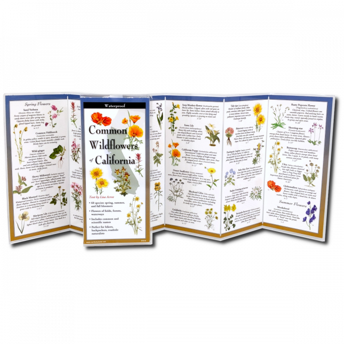 The Common Wildflowers of California folding guide unfolded and upright, accordion style, showing the contents of the guide, which has illustrations of wildflowers with printed information on wildflowers
