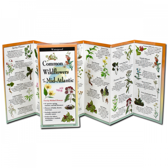 The Common Wildflowers of the Mid-Atlantic folding guide unfolded and upright, accordion style, showing the contents of the guide, which has illustrations of wildflowers with printed information on wildflowers