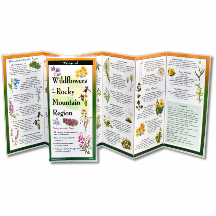 The Wildflowers of the Rocky Mountain Region folding guide unfolded and upright, accordion style, showing the contents of the guide, which has illustrations of wildflowers with printed information on wildflowers