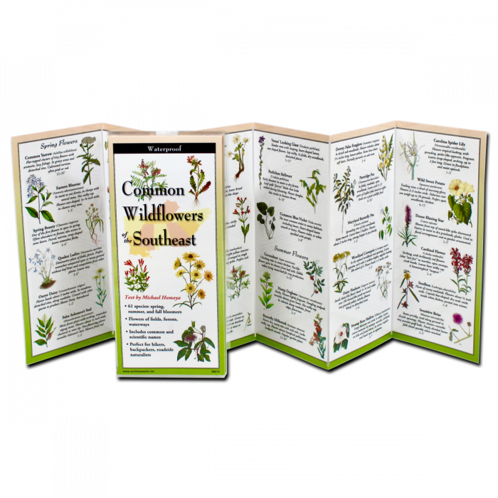 The Common Wildflowers of the Southeast folding guide unfolded and upright, accordion style, showing the contents of the guide, which has illustrations of wildflowers with printed information on wildflowers