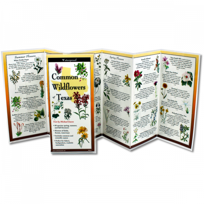 The Common Wildflowers Texas folding guide unfolded and upright, accordion style, showing the contents of the guide, which has illustrations of wildflowers with printed information on wildflowers