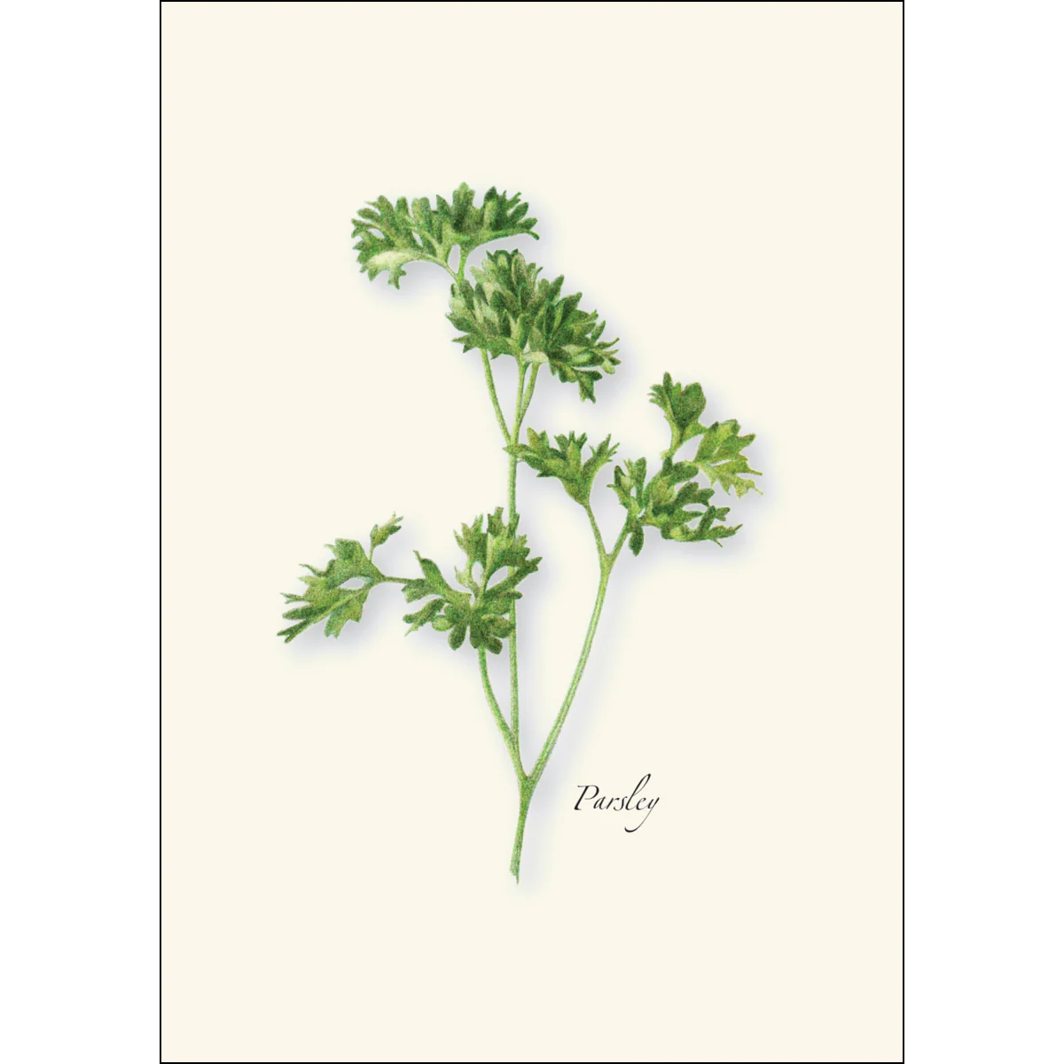 Herb Notecard Assortment