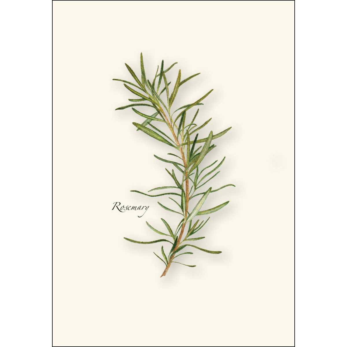 Herb Notecard Assortment