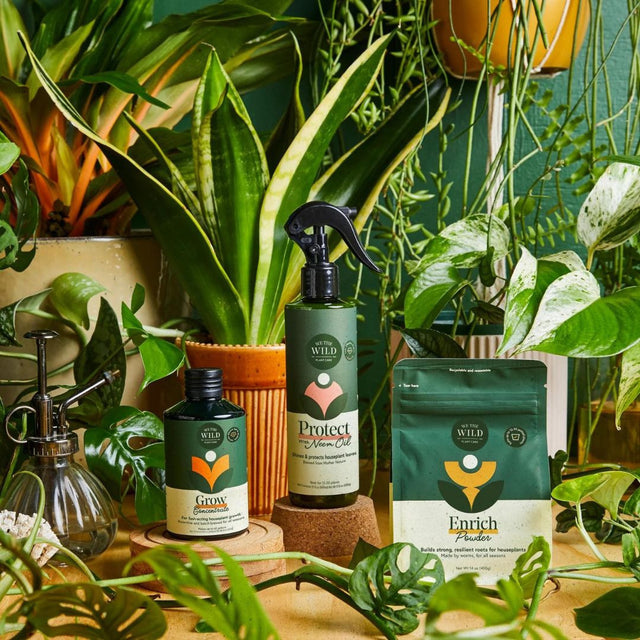 the 3 products inside the plant care kit surrounded by lush plants to show product potency