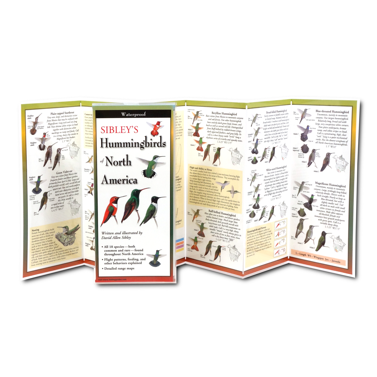 The Sibley’s Hummingbirds of North America folding guide unfolded and upright, accordion style, showing the contents of the guide, which has illustrations and printed information on hummingbirds including different hummingbird species, nesting, and hummingbirds and flowers