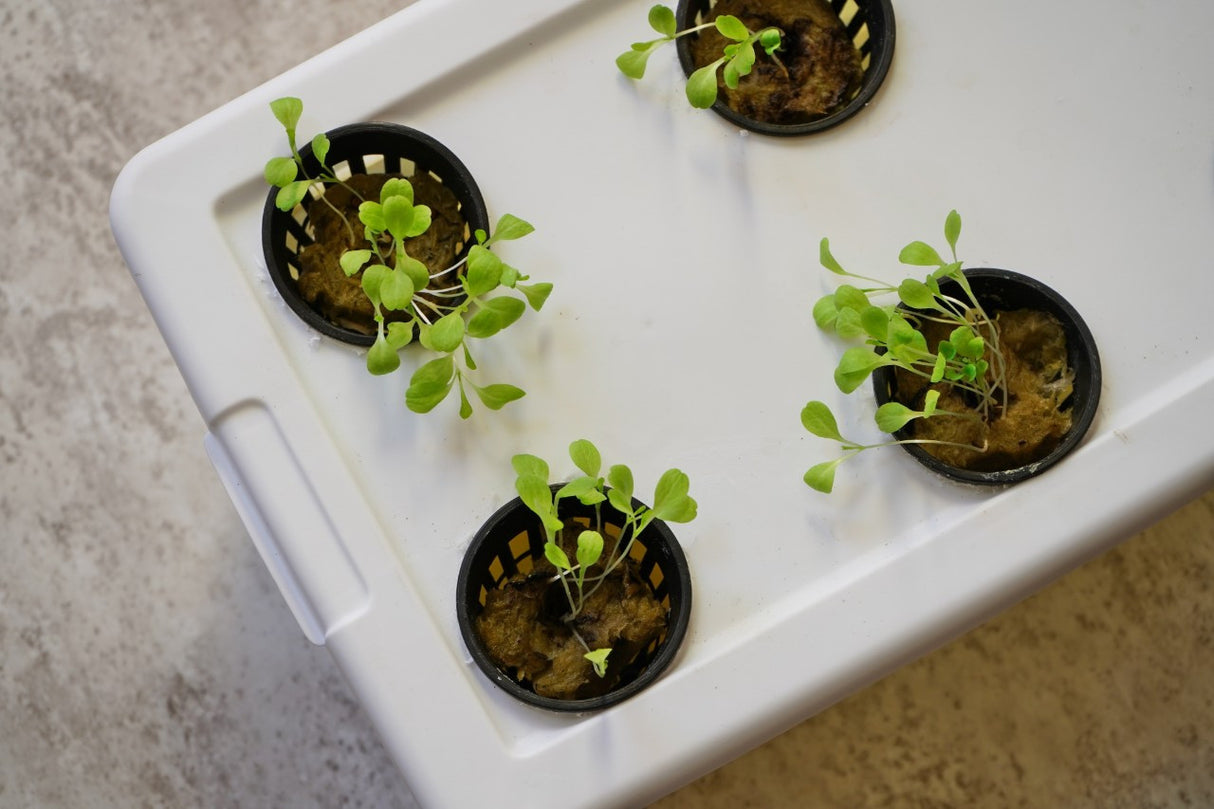 Hydroponics Gardening 101 Webinar  Recording