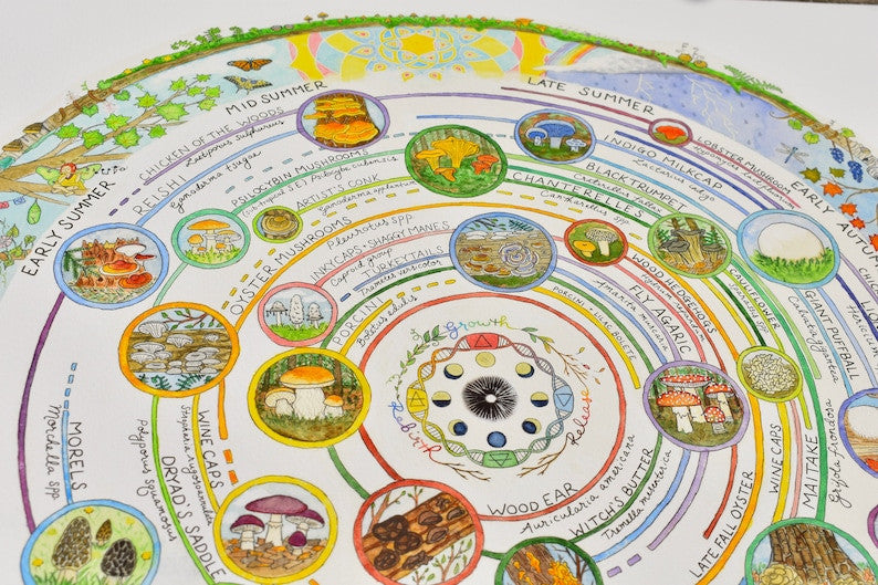 Giclée Art Print - Mushroom Foraging Calendar