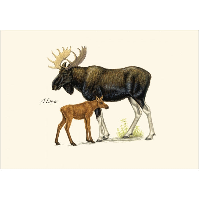 a close up of the art on one of the notecards featuring an illustration of a moose and calf