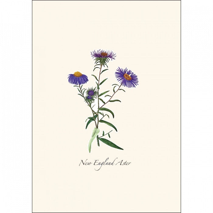 a close up of the art on one of the notecards featuring a New England Aster illustration