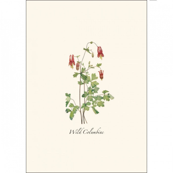 a close up of the art on one of the notecards featuring a Wild Columbine illustration