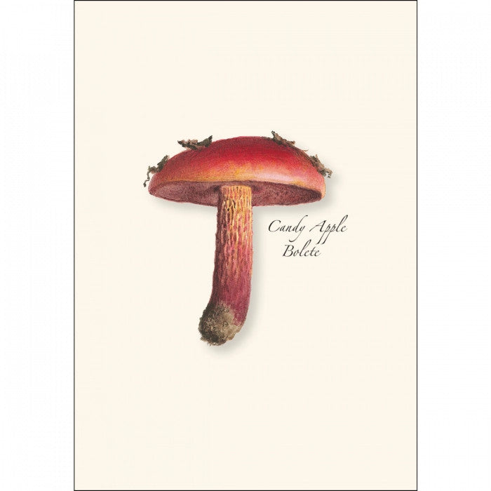 a close up of the art on one of the notecards featuring an illustration of a Candy Apple Bolete mushroom