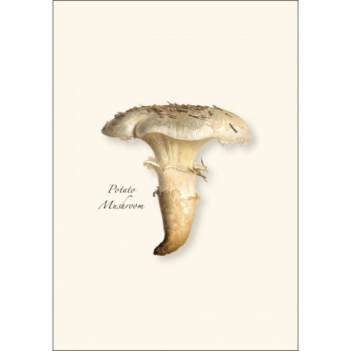 a close up of the art on one of the notecards featuring an illustration of a Potato Mushroom