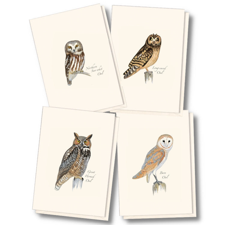 the four notecards in the Sibley Owl Assortment: northern saw-whet owl, long eared owl, great horned owl, and barn owl