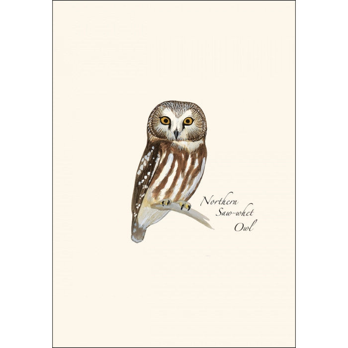 a close up of the art on one of the notecards featuring an illustration of a northern saw-whet owl