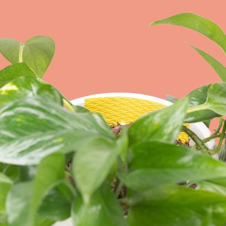 the inner rim of a potted plant with one of the yellow gnat traps affixed inside the pot