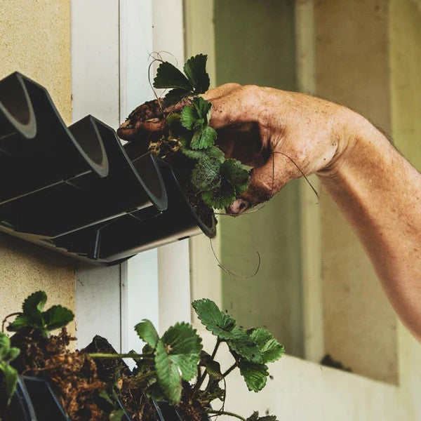 Picture Garden Starter Kit