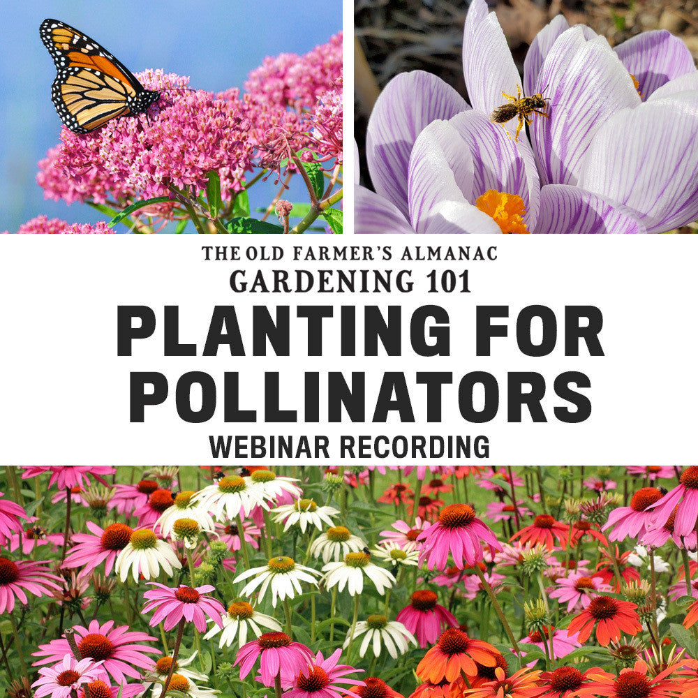 Planting for Pollinators: Webinar Recording