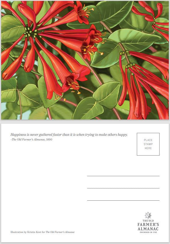 Almanac Postcards 4-Pack